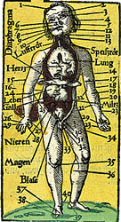 anatomisk-figur