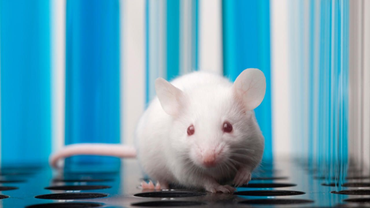 En hvit mus i dyrestallen ved Det medisinske fakultet, UiO